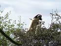 512 Sifaka Uncomfortable perch